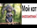 Лютые приколы. МОЙ КОТ ИНОПЛАНЕТЯНИН! РЖАКА ДО СЛЁЗ – Самое смешное видео - Domi Show