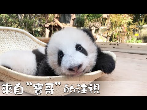 《熊貓早晚安》來自“寶哥”的注視| iPanda熊猫頻道