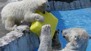 幸せの黄色いポリタンク~Polar bears playing with Yellow polyethylene tank