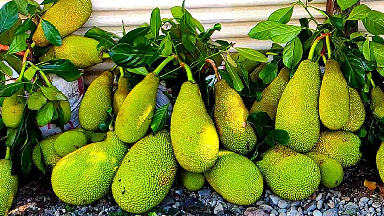 Amazing planting technique jackfruit Easy to grow How to grow