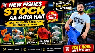 🐠 New Fish Stock Aa Gaya! 😍 Gold, Malki Carp, Molli Gold, Full Moon Betta & Silver Fish 🐟