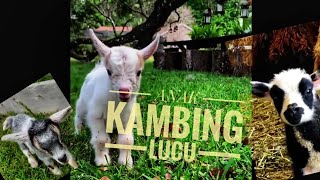 KAMBING LUCU | ANAK KAMBING SAYA | lagu anak Indonesia | populer