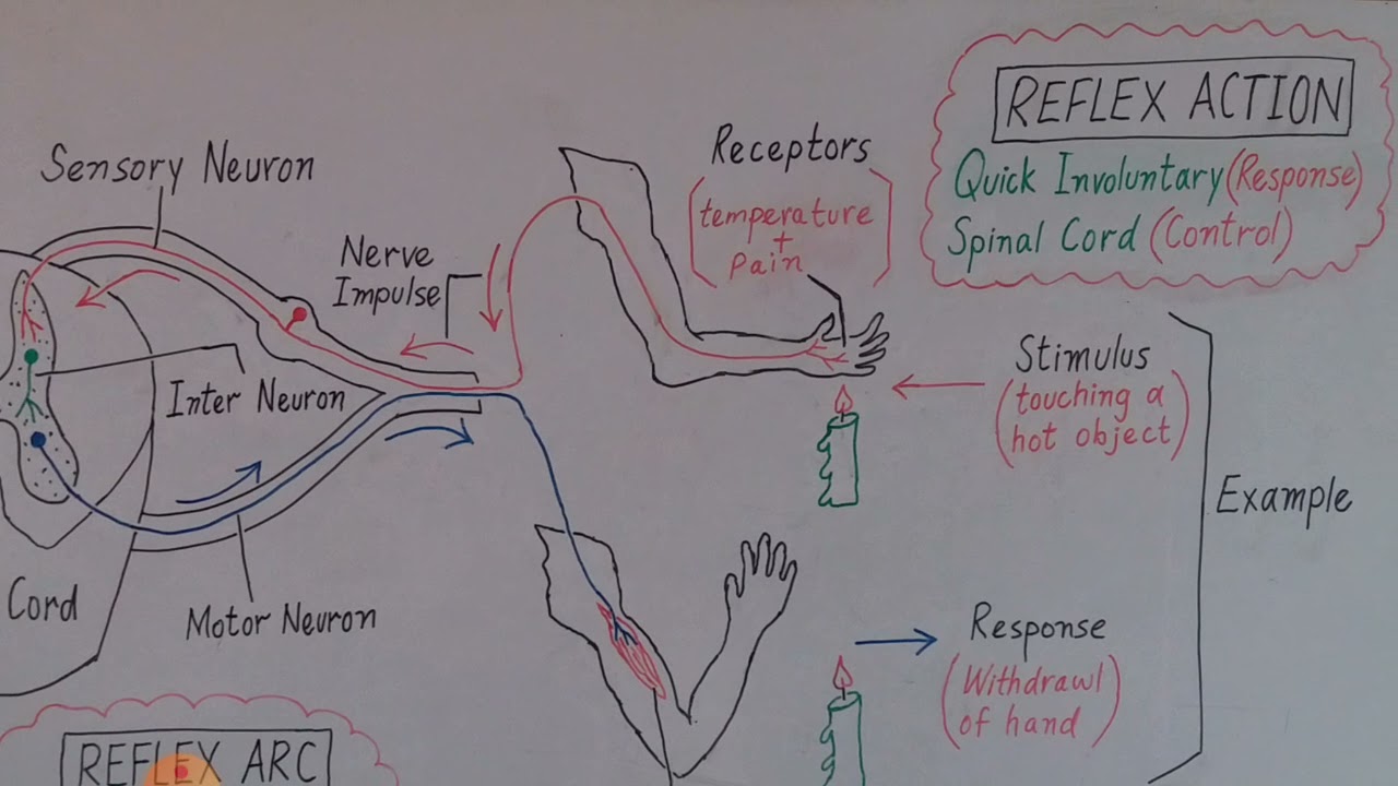 Reflex Action (Fully English)