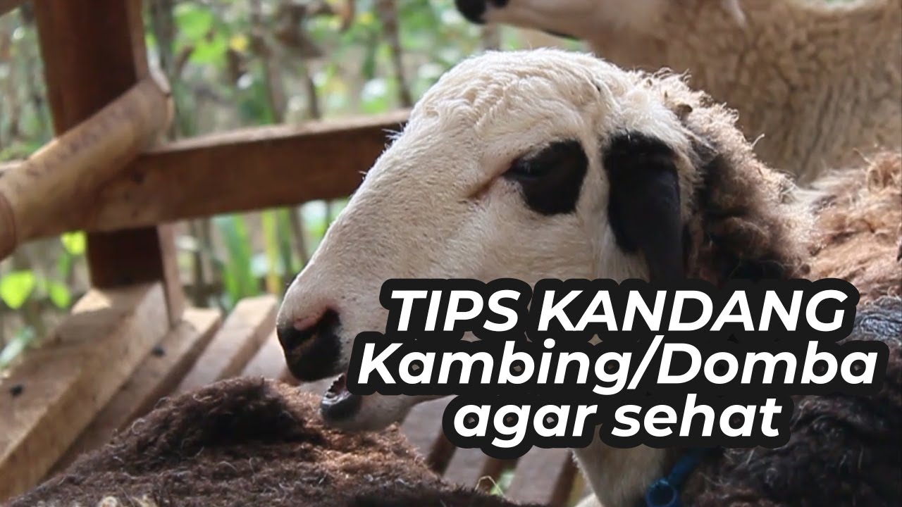Kandang Kambing Domba yang baik ? nih TIPS nya. 