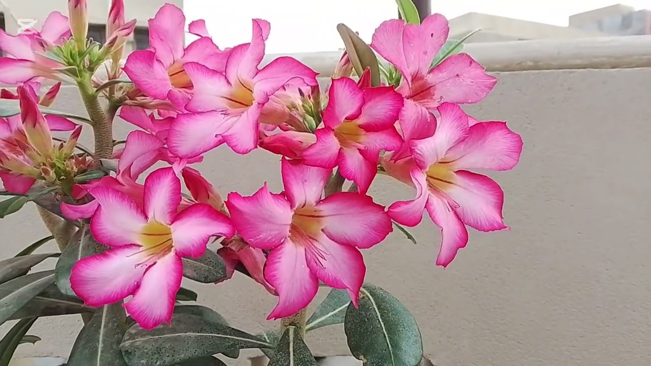 Adenium Champa#videos garden #iday 