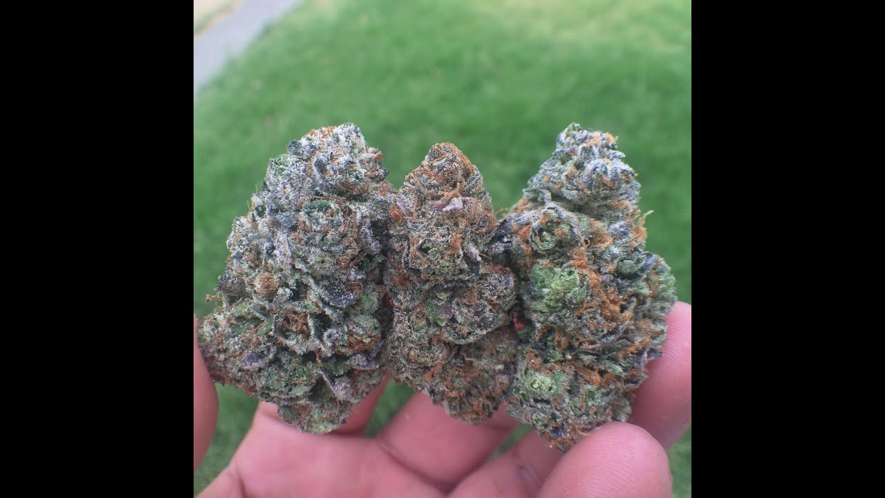 Обзор штаммов — Connected (SF)