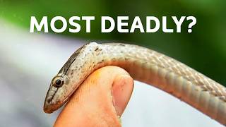 The "Uncatchable" Reptiles: How We Captured Puerto Rico's Most Elusive Snakes | Python Hunters