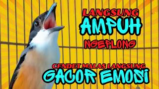 cendet gacor NGEPLONG sangat ampuh buat PANCINGAN cendet agar RAJIN BUNYI❗