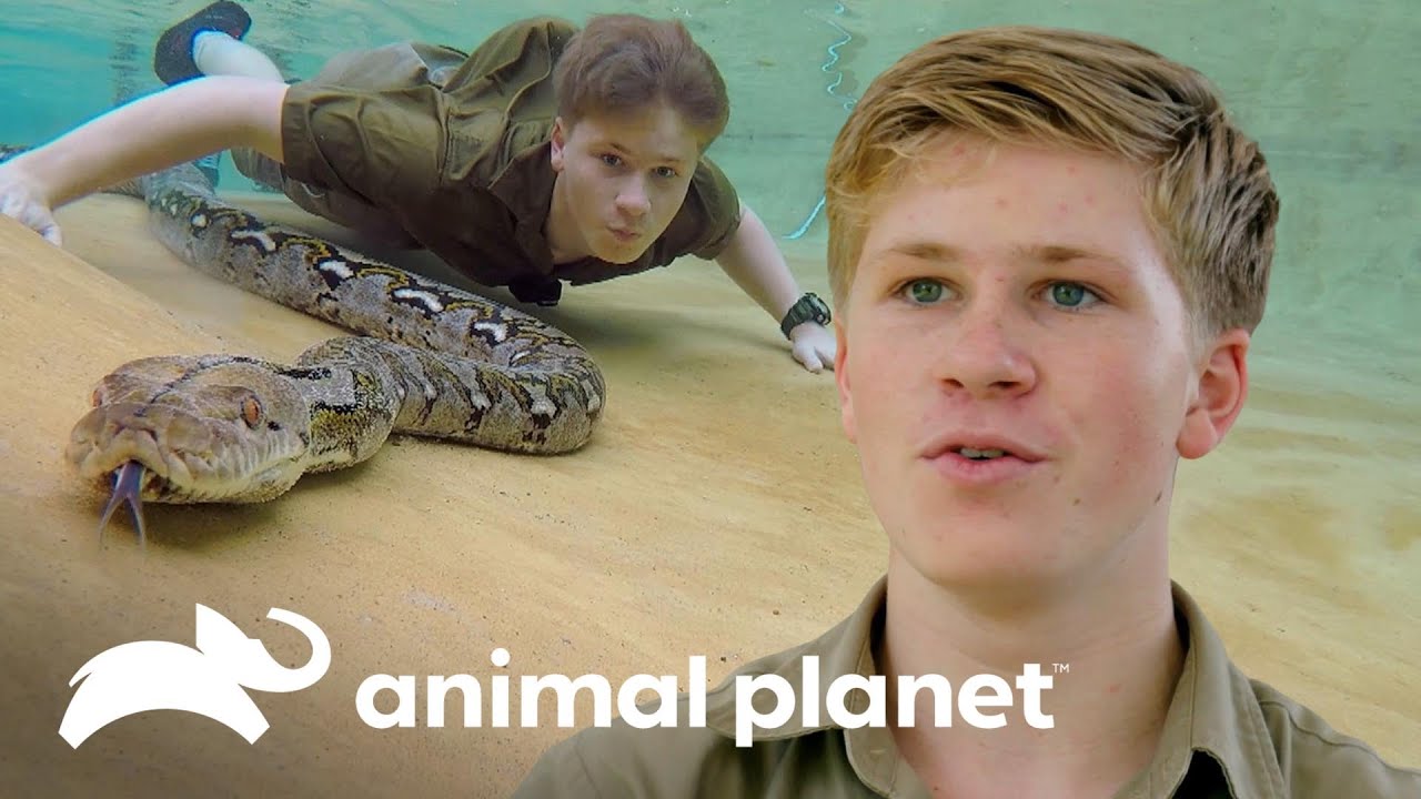 Robert nada perto de píton-reticulada | A Família Irwin | Animal Planet Brasil