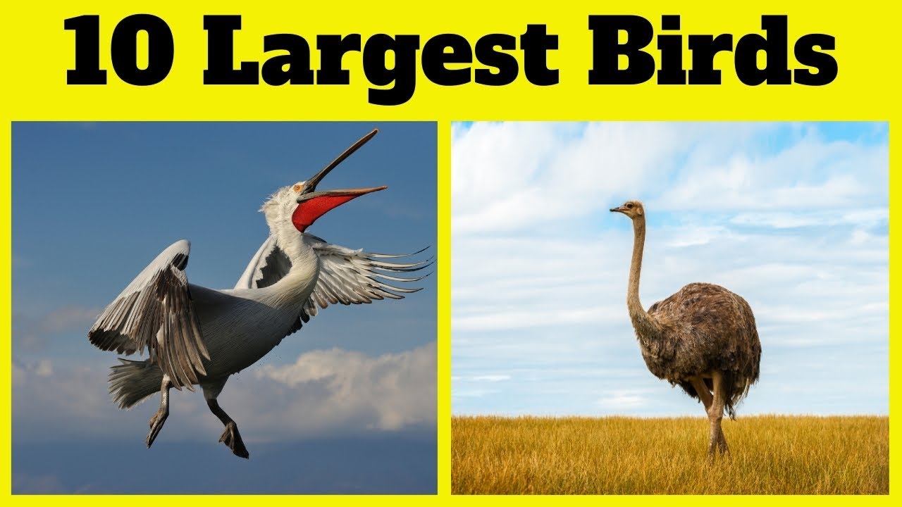 10 Largest Birds In The World Learn Bird Names For Kids With 10-largest-birds-in-the-world-learn-bird-names-for-kids-with
