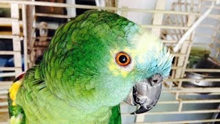 Evil Parrot Cursing. Wtf Compilation. Amazon Green Bird. Epic Fail.