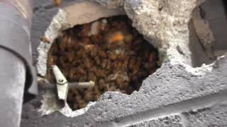 Honey Bees in a Concrete Wall