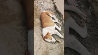 Dog is sleeping 1412005 #viral #dog123 #dog #trending #nintedo #shortsvideo