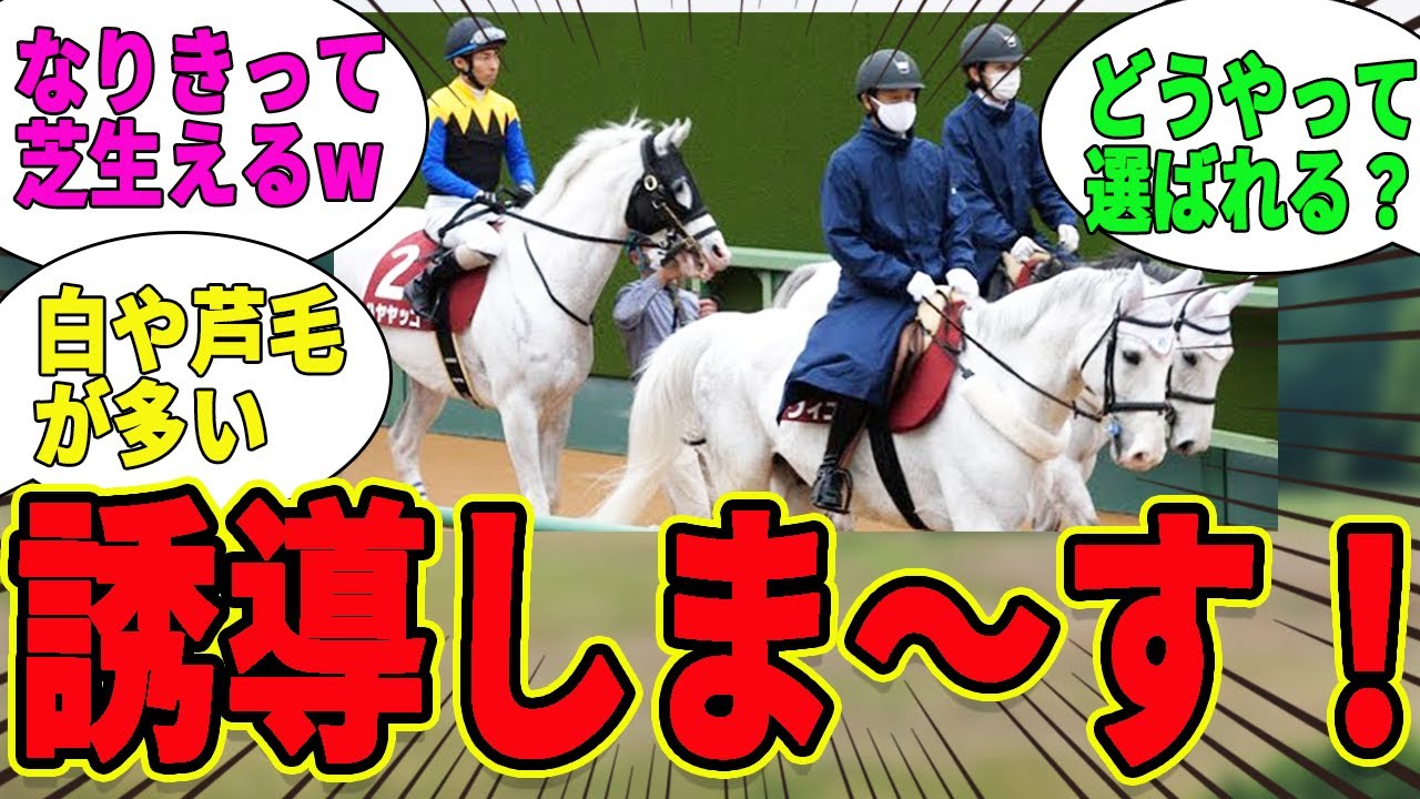 【誘導馬】競馬場に欠かせない存在はどういう基準で選ばれる？に対するみんなの反応集【競馬の反応集】