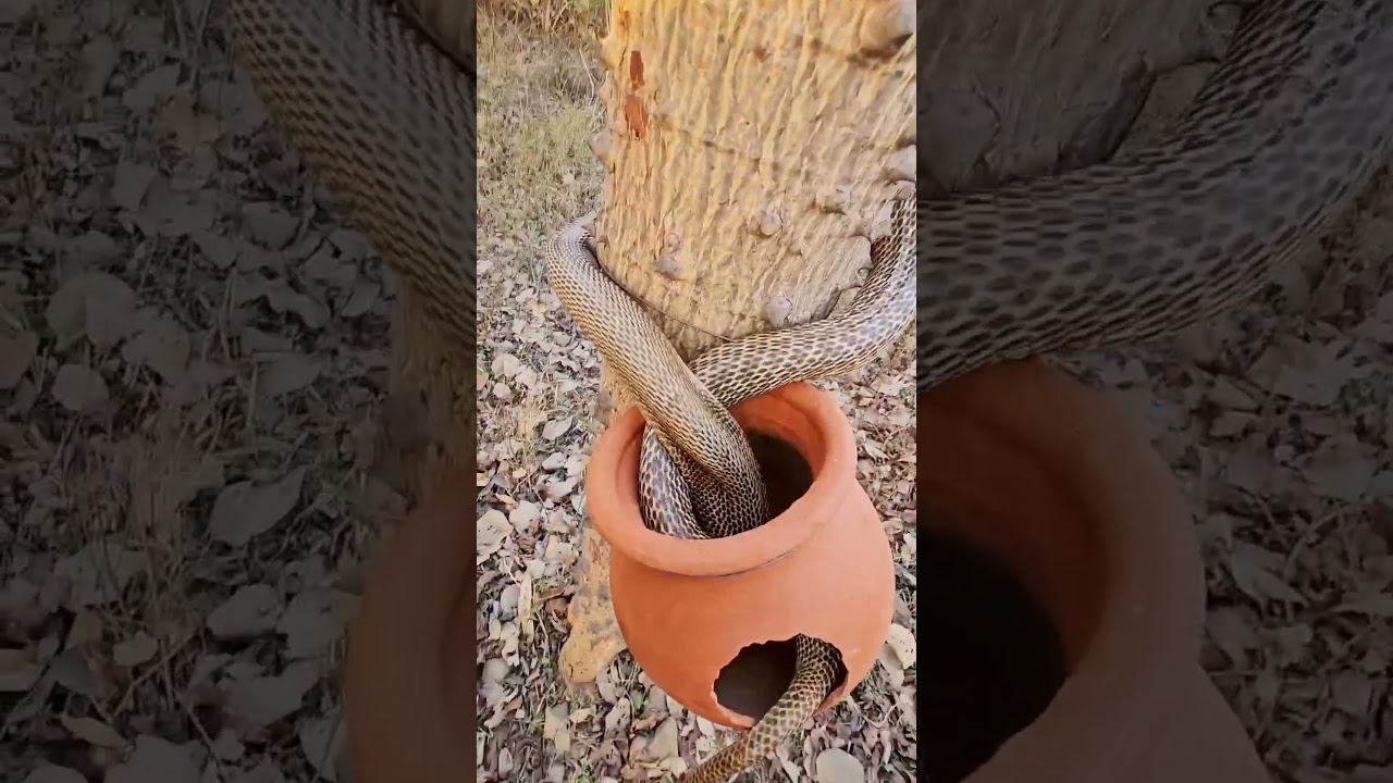 Snake Caught Inside Clay Pot on Tree in the Wild 
