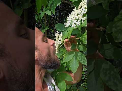 MÜRVER ÇİÇEĞİ KIZARTMASI(TARİF AÇIKLAMADA👇)