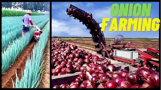 Modern Agriculture Onion Farming Technology | Onion Harvesting And Processing