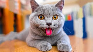 Funny Pets Until Tears / Funny Cats 2022 / Jokes with Cats / Funny ANIMALS video by Good Cat 1,512 views 11 months ago 10 minutes, 31 seconds