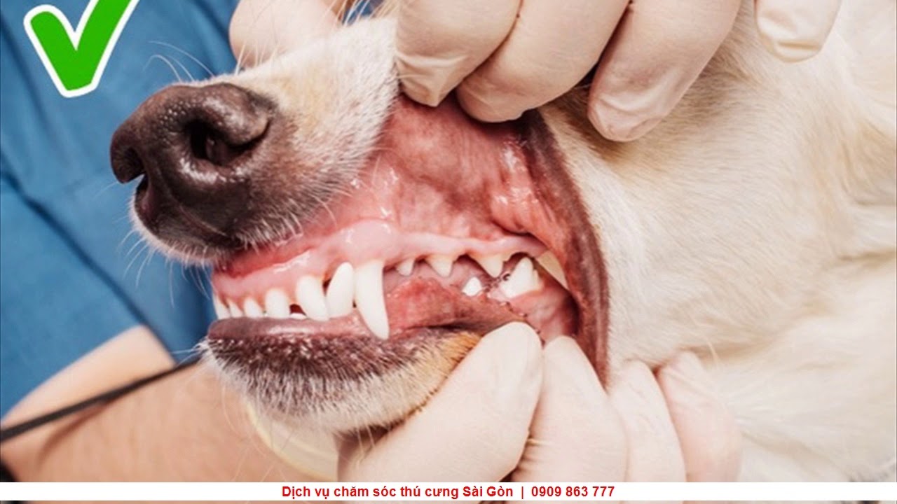 Как открыть рот собаке. Воспаление десен у собак.
