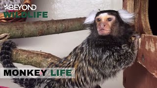 S9E15 | Chuck and Sid Are Introduced But There’s A Surprise In Store | Monkey Life | Beyond Wildlife