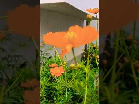 Bagon Me Mile #viral #trending #shrots #gardening #flower