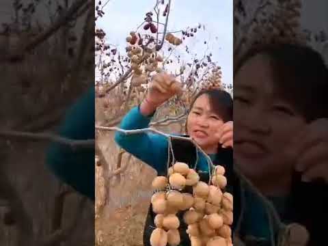 قطف عين الجمل من الشجر