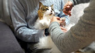 [Nail clipping] A good Siberian cat who puts up with it