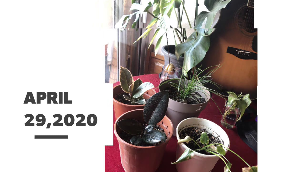 My ONLINE BABY PLANTS UPDATE YouTube