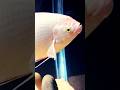Beautiful Giant Gourami