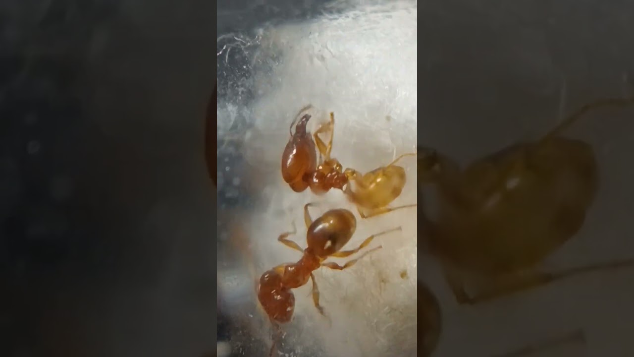 Pheidole parva ants 