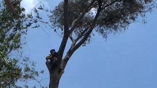 Penebang Pohon Skill Dewa || Ngeri......!!