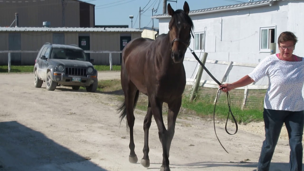 Ivory Classic - 3 yr old gelding