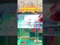魚食不被吸走的秘密,就藏在快遞盒裏!#養魚妙招 #養魚日常