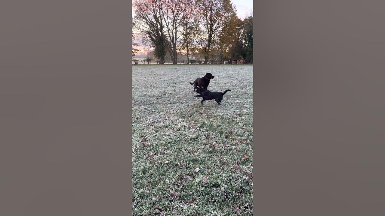 Black Lab Has Serious Zoomies ViralHog YouTube