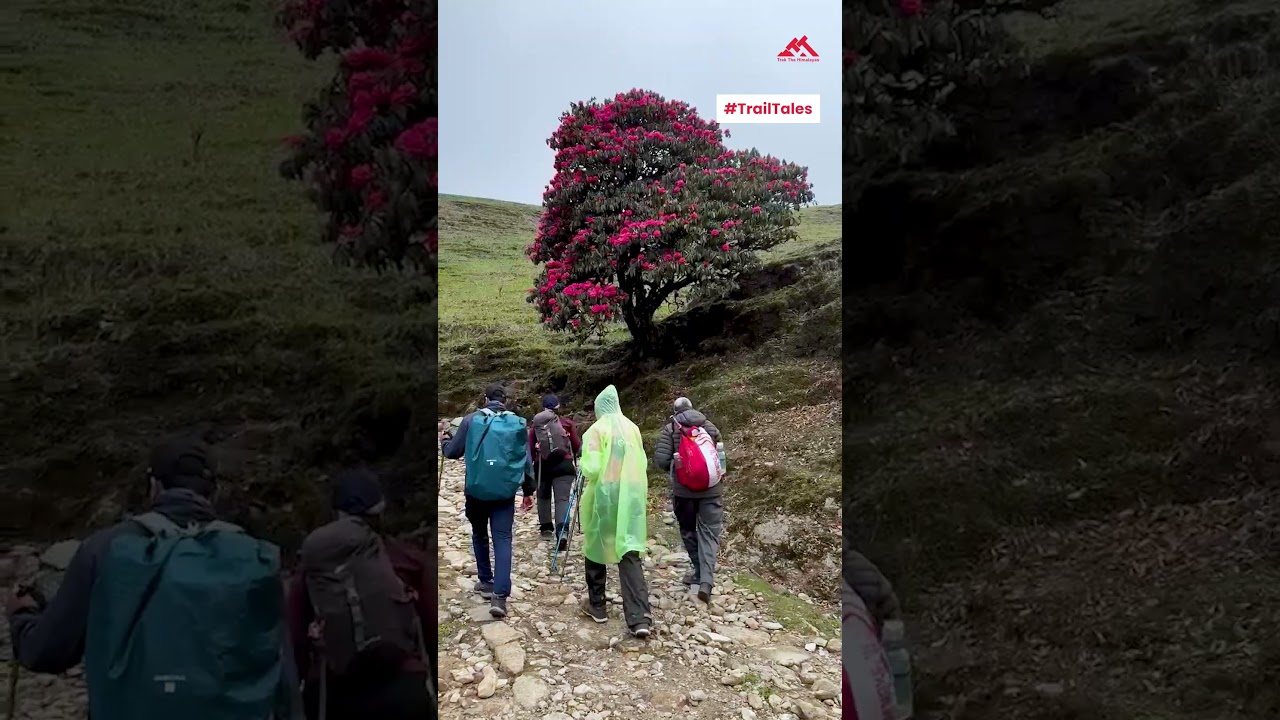 Trekker Testimonial | Sandakphu | Trek The Himalayas