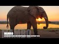 Marvelous Mr Mambo! A young elephant bull of the Jabulani Herd