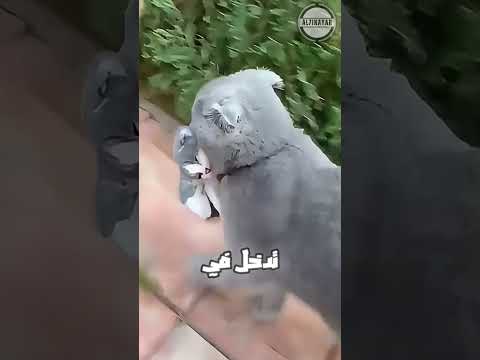سر هدوء القطط عند وضع مشبك خلف رقبتها اكسبلور