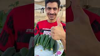 طريقة زراعة الخيار في المنزل حتي الحصاد في ٤٠ يوم فقط | How to grow cucumbers at home