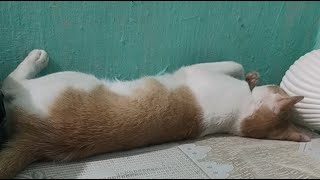 keshri.tanu22 is live main aesa hi sota hun koi kuch nhi bolega 🤣🤣😀😼😼