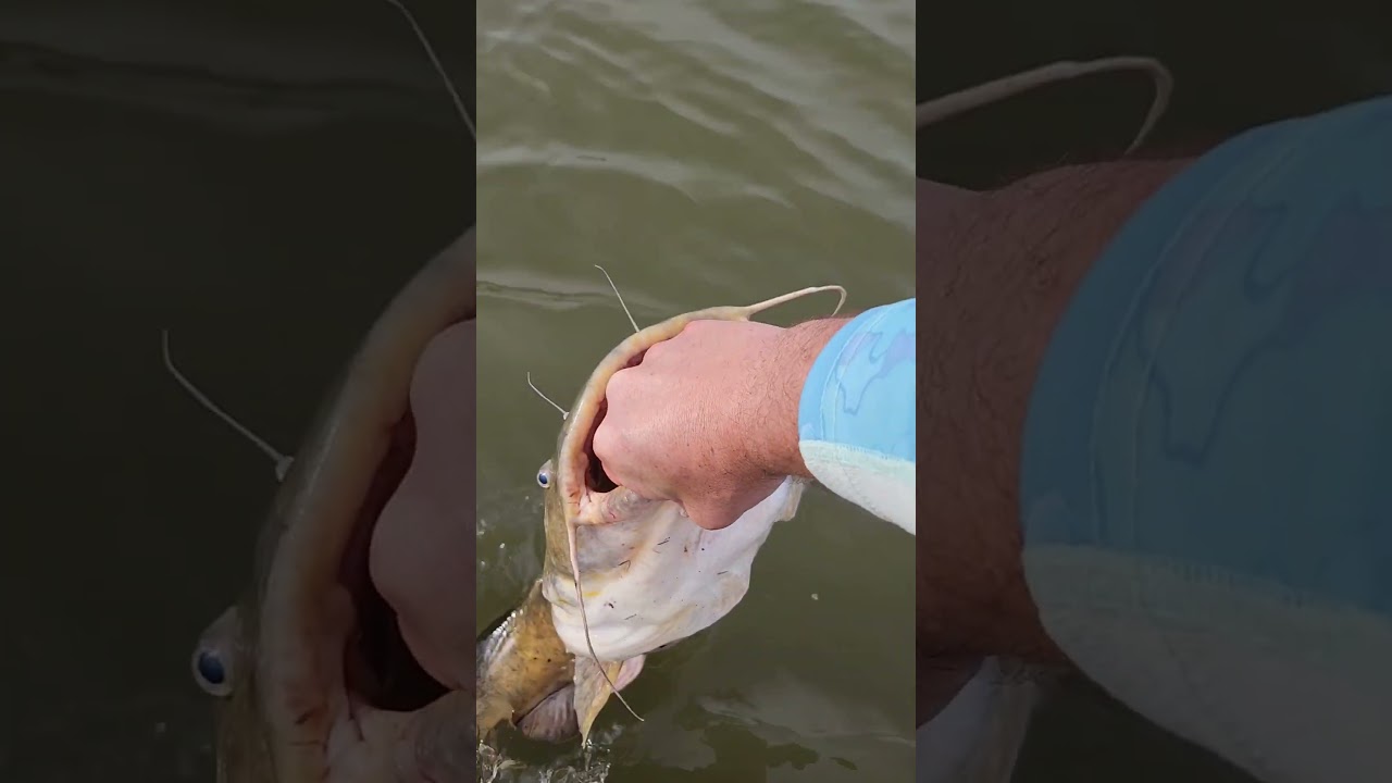 See ya, Mr. Flathead! 