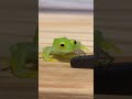 目が合ったら最後。一目惚れする可愛すぎるカエル。グミガエル