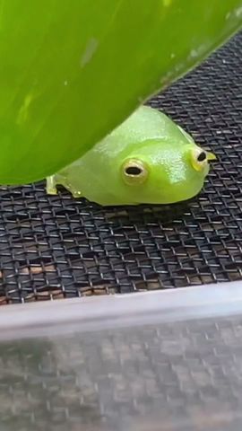 目が合ったら最後。一目惚れする可愛すぎるカエル。グミガエル