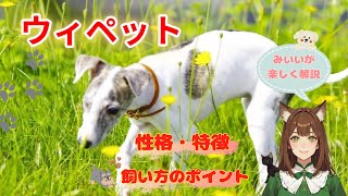 【ウィペット】イタグレやグレーハウンドとの違いって?意外な歴史や豆知識に、飼い方のポイントまでウィペットをまるごと解説!ウィペットとの最高の暮らし方を「みいい」が楽しく解説します♪#犬 #ウィペット