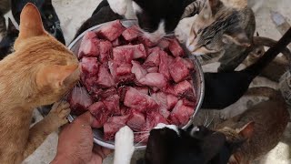 Feeding Raw fish - Delicious​ Fish - Hungry Cats Eating Fish