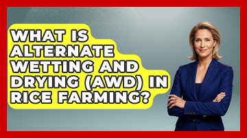 What Is Alternate Wetting And Drying (AWD) In Rice Farming? - The World of Agriculture