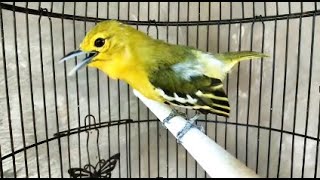 Top Bird Expert Reveals 5 Secret Sirtu Cipoh Calling Techniques