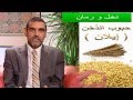 نخل ورمان - تعريف و فوائد حبوب الذخن ( ايلان او البشنة )