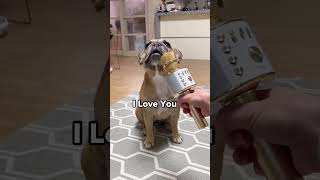 AMAZING FRENCH BULLDOG SINGS I LOVE YOU 😱 *Wait For It