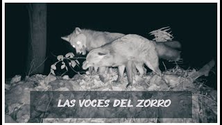 LAS VOCES DEL ZORRO 🦊 (Sounds of the Red fox)