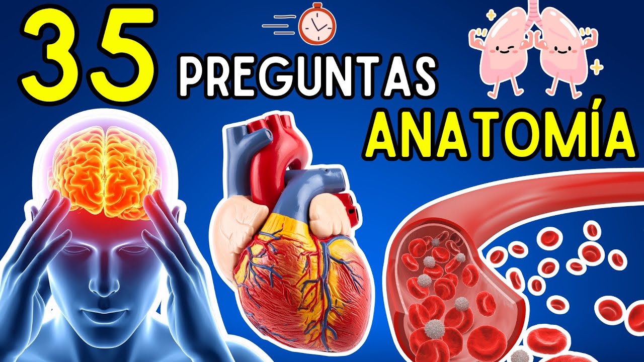 35 Preguntas de ANATOMÍA🤓🌍 | ¿Cuánto Sabes Del CUERPO HUMANO? Test de Conocimientos ✅